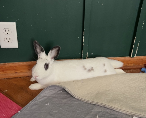 Rabbit Photo