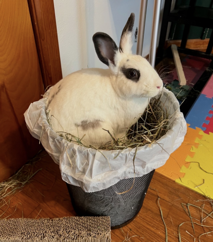 Rabbit Photo