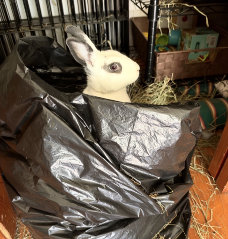Rabbit Photo