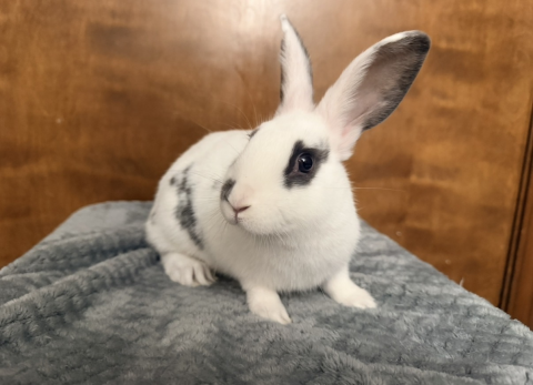 Rabbit Photo