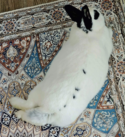 Rabbit Photo