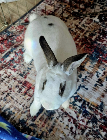 Rabbit Photo