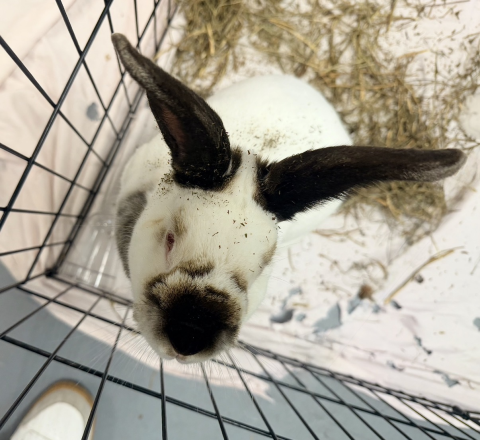 Rabbit Photo