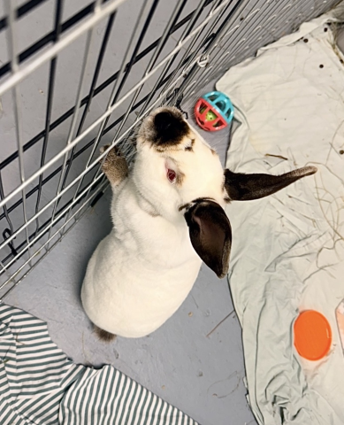Rabbit Photo