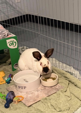 Rabbit Photo