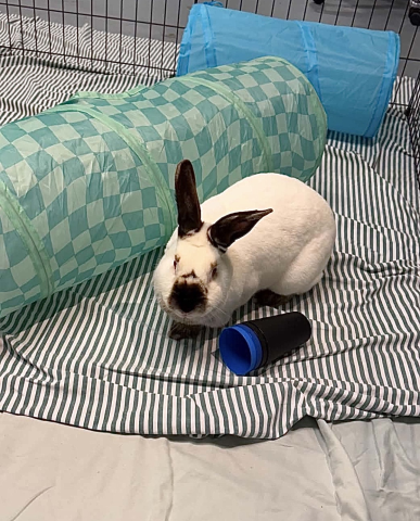 Rabbit Photo