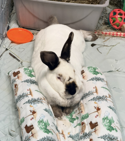 Rabbit Photo
