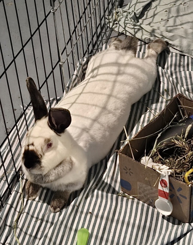 Rabbit Photo