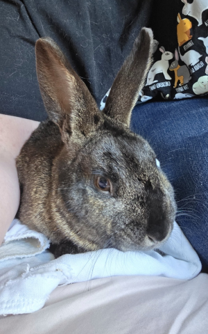 Rabbit Photo