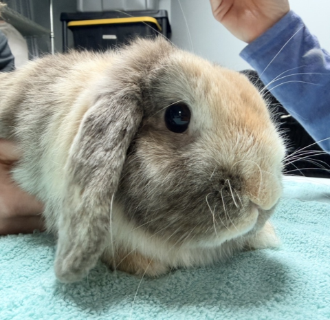 Rabbit Photo