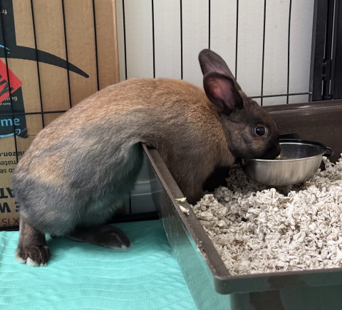 Rabbit Photo
