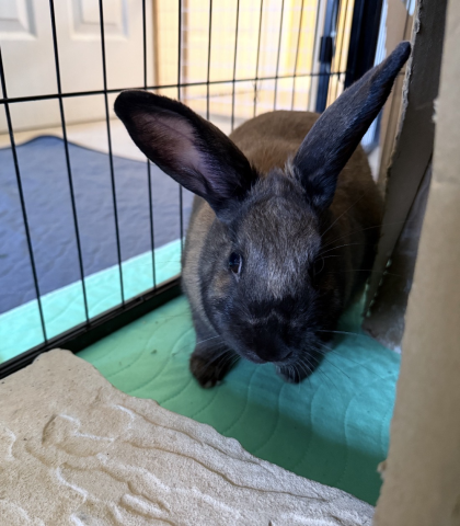 Rabbit Photo