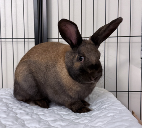 Rabbit Photo