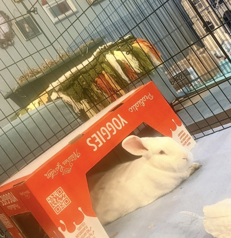 Rabbit Photo