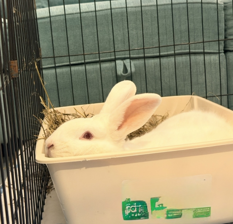 Rabbit Photo