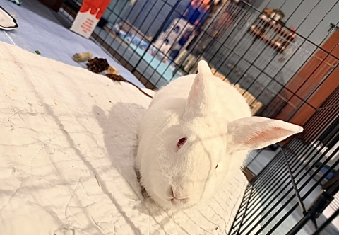 Rabbit Photo