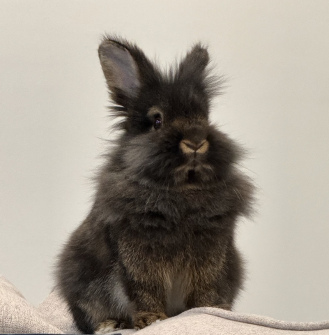 Rabbit Photo