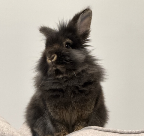 Rabbit Photo