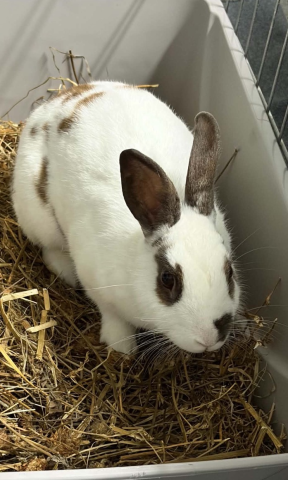 Rabbit Photo