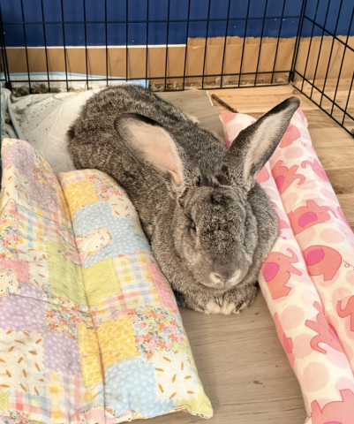 Rabbit Photo