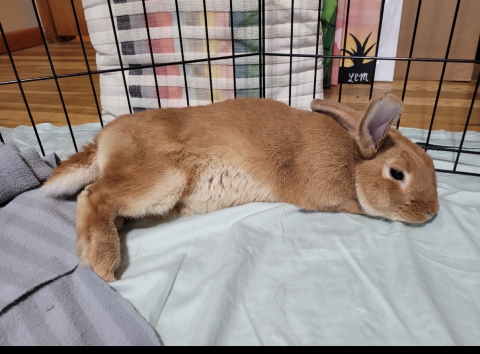 Rabbit Photo