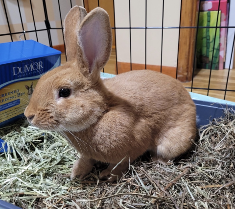 Rabbit Photo