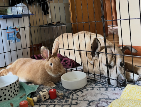 Rabbit Photo