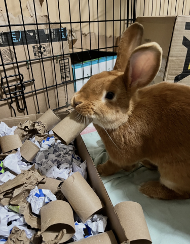 Rabbit Photo