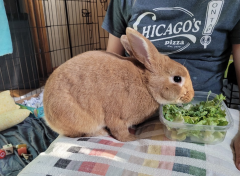 Rabbit Photo