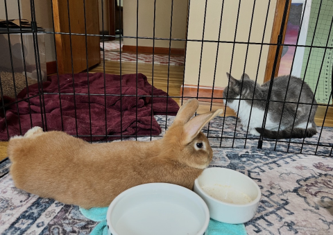 Rabbit Photo
