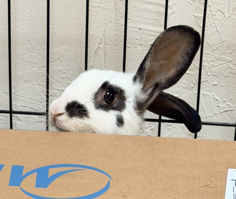 Rabbit Photo