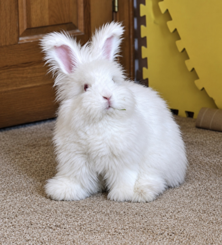 Rabbit Photo