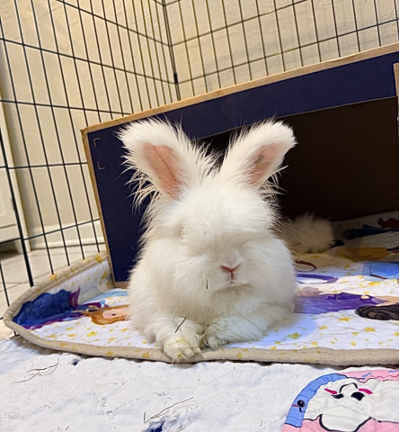 Rabbit Photo
