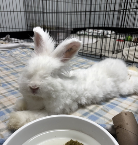Rabbit Photo