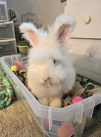 Rabbit Photo