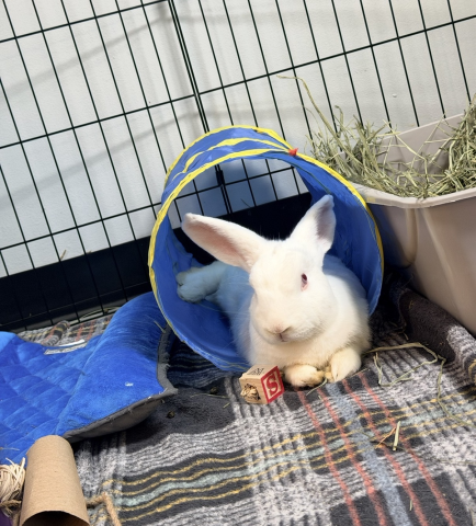 Rabbit Photo