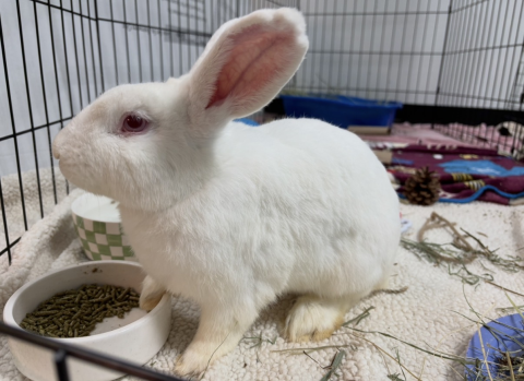 Rabbit Photo