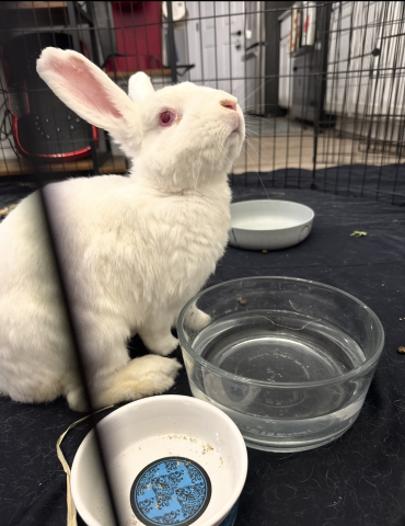 Rabbit Photo