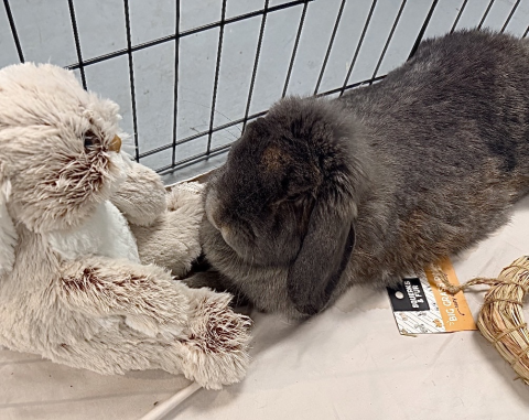 Rabbit Photo