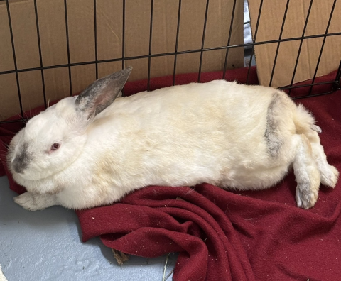Rabbit Photo