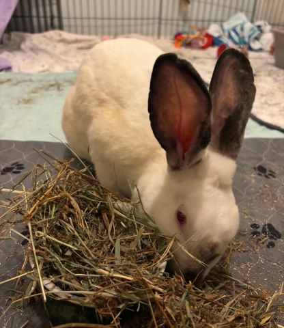 Rabbit Photo