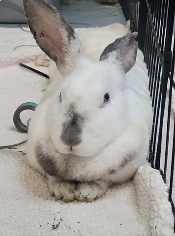 Rabbit Photo