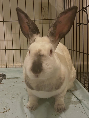 Rabbit Photo