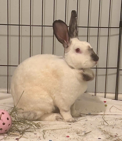 Rabbit Photo