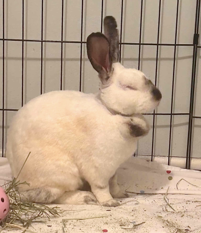 Rabbit Photo