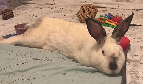 Rabbit Photo