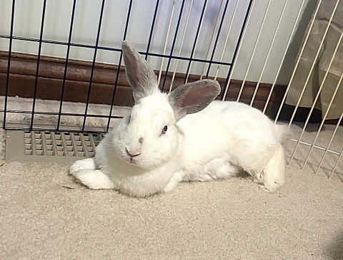 Rabbit Photo