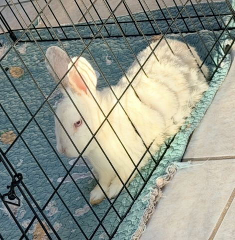 Rabbit Photo