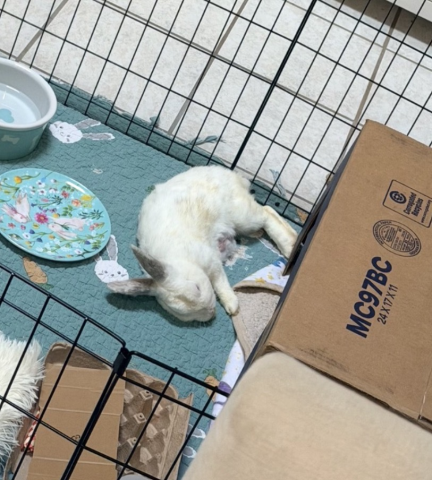Rabbit Photo