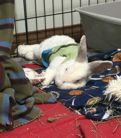 Rabbit Photo
